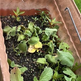 Photo of the plant species Cultivated Radish by @YesKale33 named Willow on Greg, the plant care app