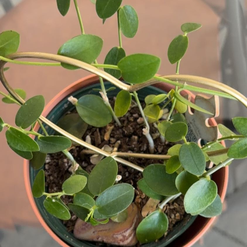 Photo of the plant species Hoya cummingiana sp. Bruno Purworejo by @HeirOcotillo94 named Foxxy on Greg, the plant care app