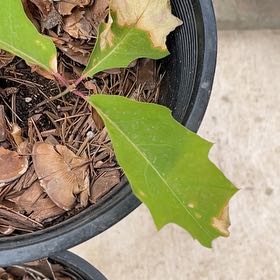 Photo of the plant species Northern Red Oak by @PoeticRambutan named Achilles on Greg, the plant care app