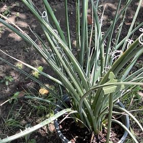 Photo of the plant species Great Plains Yucca by @PristineCanna named Orwell on Greg, the plant care app