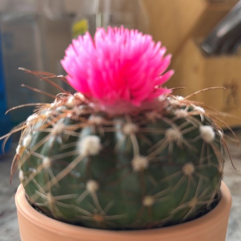 Photo of the plant species The Glory of Texas by @JubileeJane named Austen on Greg, the plant care app