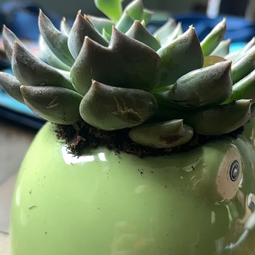 Photo of the plant species Sedeveria 'Dark Elf' by @SilkyHeather53 named Luna on Greg, the plant care app