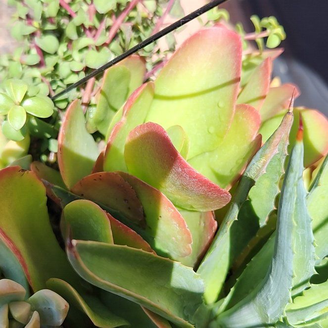 Photo of the plant species Pig's Ear by @RadRambutan78 named Baesil on Greg, the plant care app