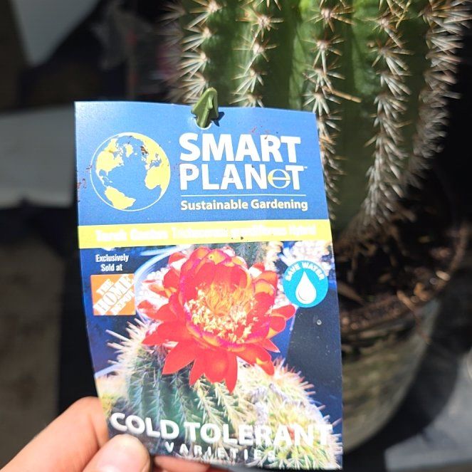Photo of the plant species Torch Cactus by @AlertCatbrier80 named Doja Cat on Greg, the plant care app