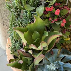 Photo of the plant species Purple Pitcher Plant by @RootedPapaya31 named Zion on Greg, the plant care app