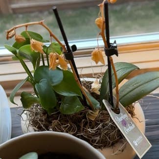 Phalaenopsis Orchid plant in Bozeman, Montana