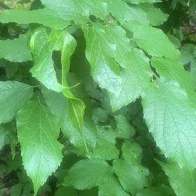 Photo of the plant species Mexican Plum by @HotTexassage84 named Duke on Greg, the plant care app