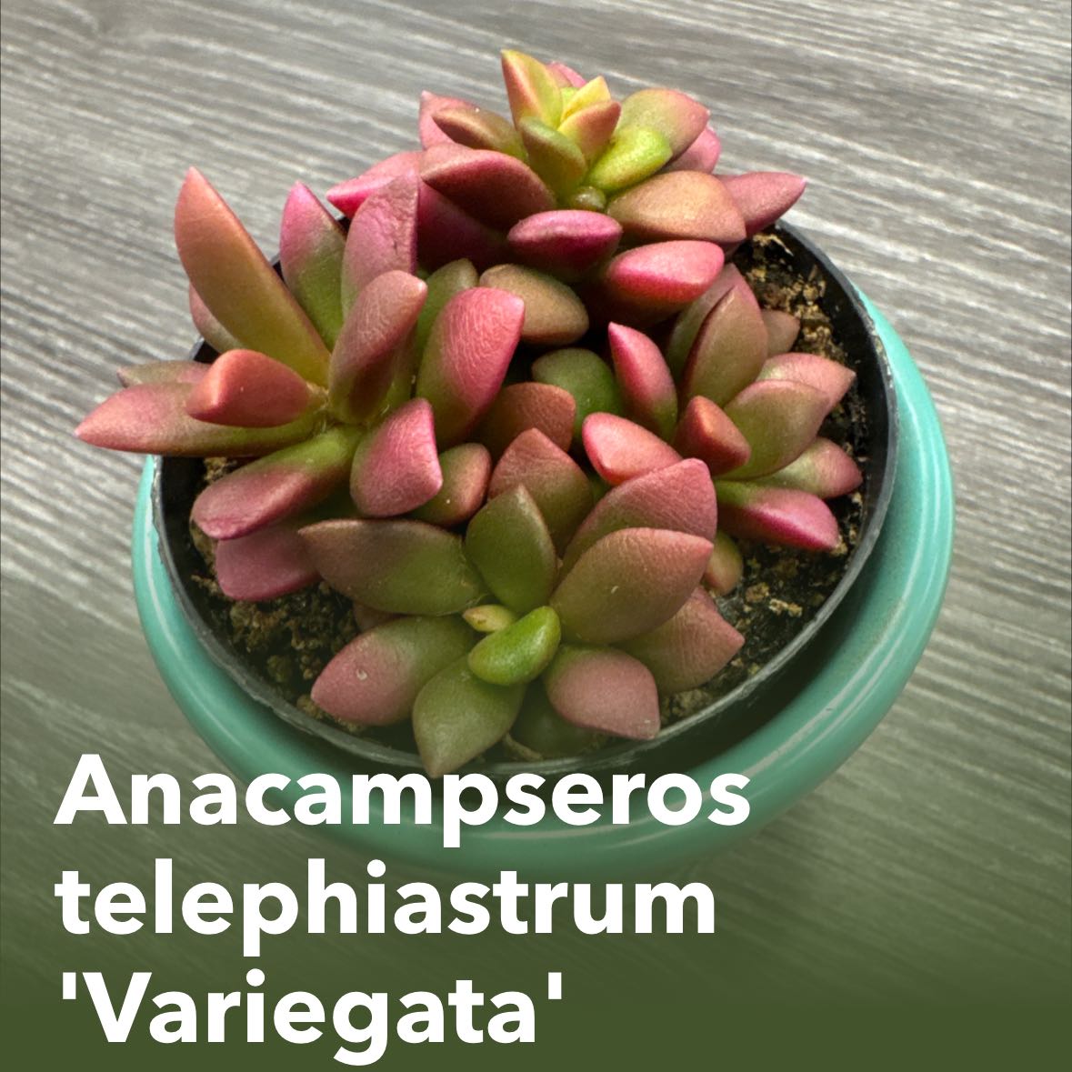Photo of the plant species Anacampseros telephiastrum 'Variegata' by @YoungEmerald66 named Kesha on Greg, the plant care app
