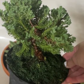 Photo of the plant species Japanese Juniper Tree by @HunkyLilliput81 named Daphne on Greg, the plant care app