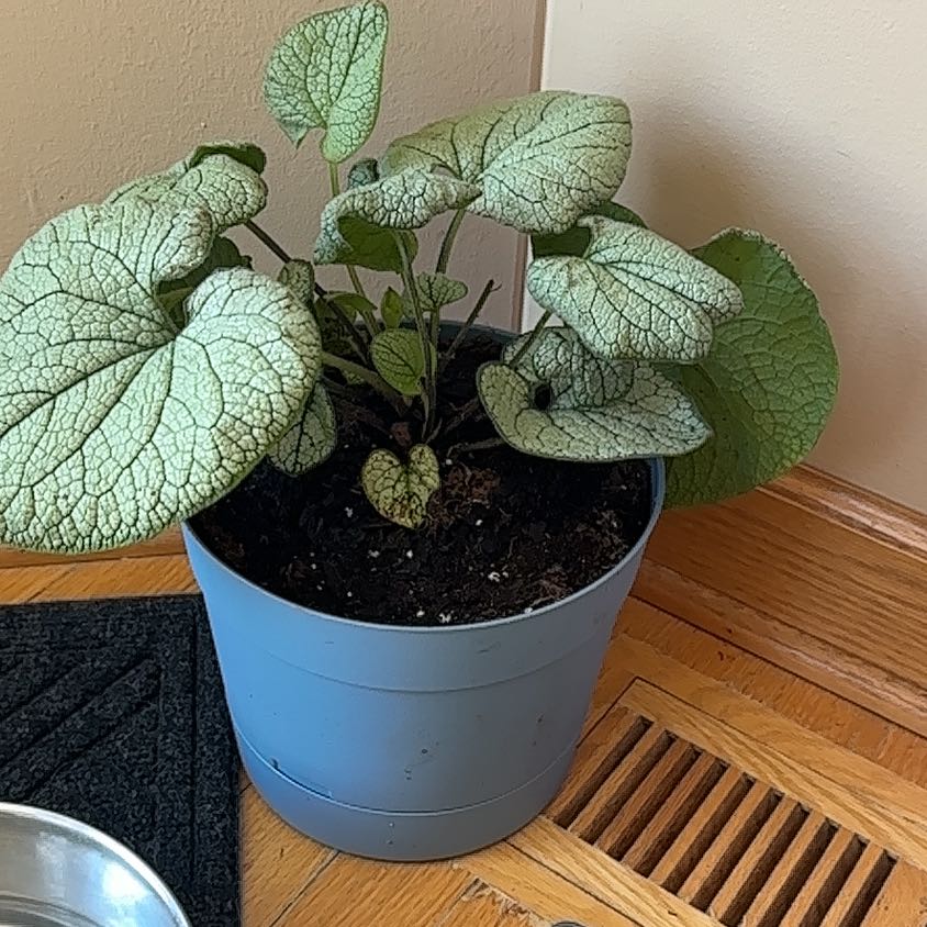 Photo of the plant species Brunnera Macrophylla by @OodlesCatmint73 named ChloroPhil on Greg, the plant care app