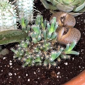 Photo of the plant species Miniature Saguaro by @OodlesCatmint73 named Plato on Greg, the plant care app