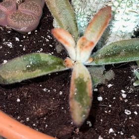 Photo of the plant species Echeveria Brown Rose by @OodlesCatmint73 named Foxxy on Greg, the plant care app