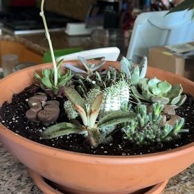 Photo of the plant species Variegated Corncob Cactus by @OodlesCatmint73 named Sir Plancelot on Greg, the plant care app