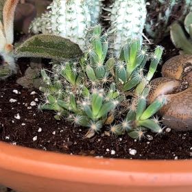 Photo of the plant species Miniature Desert Rose by @OodlesCatmint73 named Huckleberry Fern on Greg, the plant care app