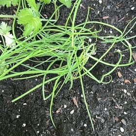 Photo of the plant species Chinese Chives by @OodlesCatmint73 named Aria on Greg, the plant care app