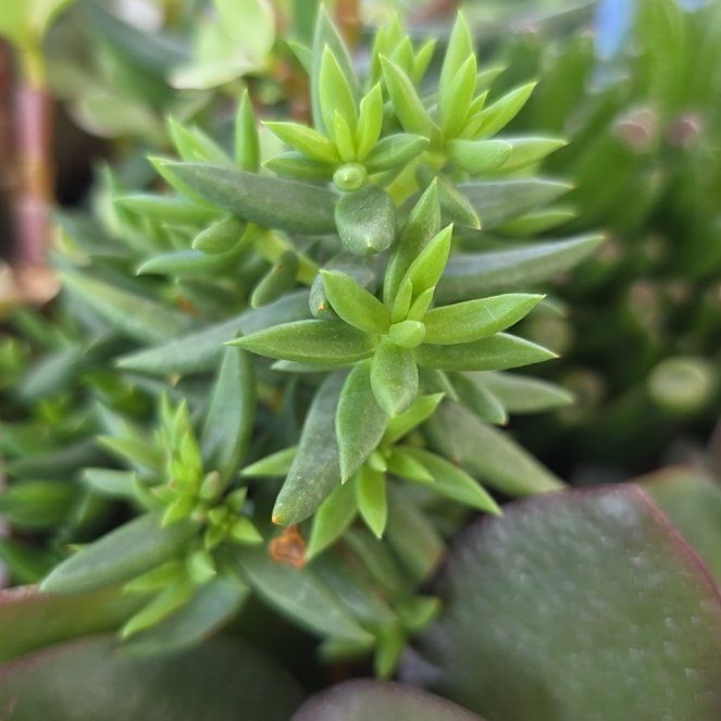 Photo of the plant species Blue Fieldmadder by @HandyRosea40 named Einstein on Greg, the plant care app
