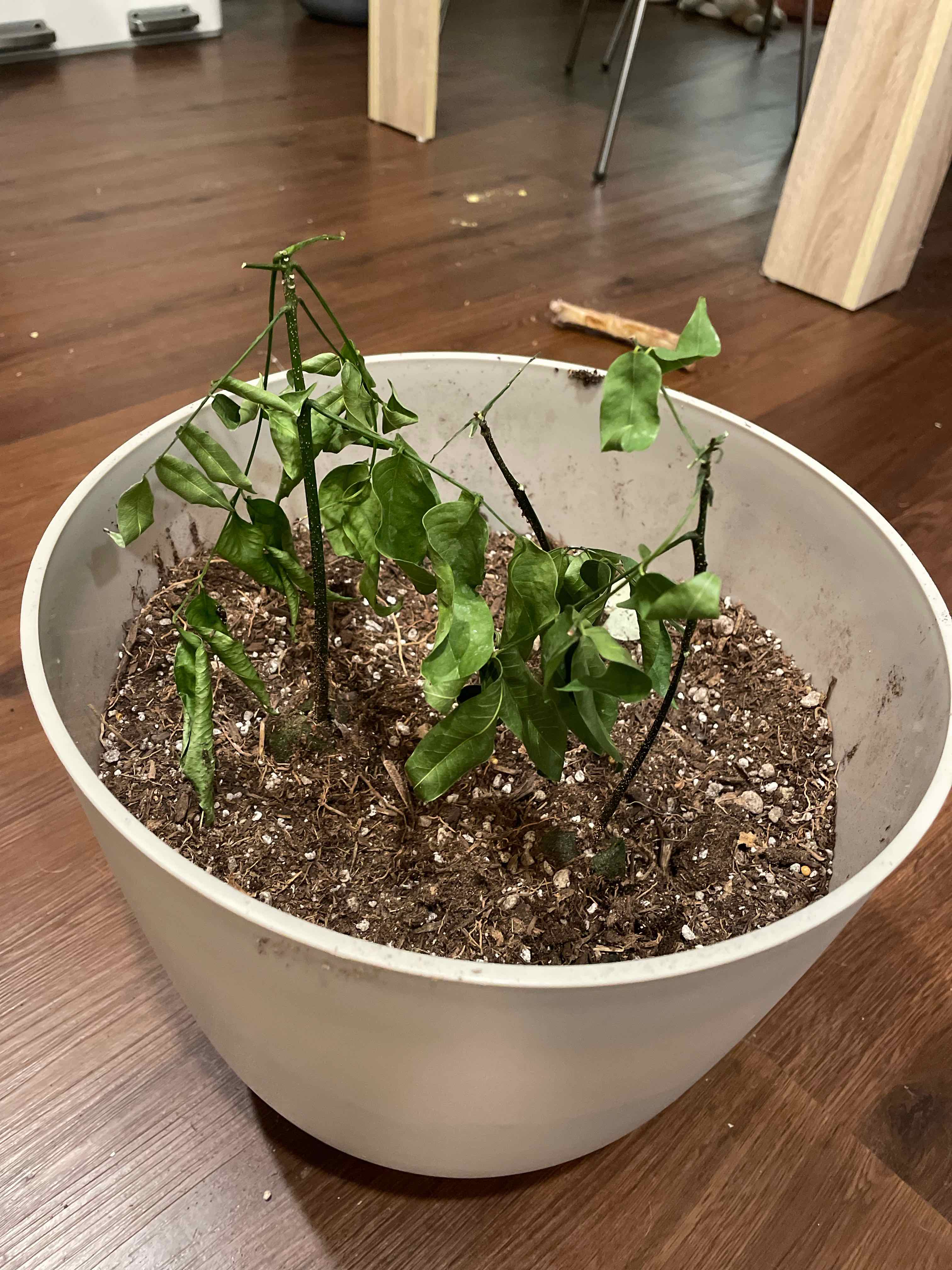 Potted Lucky Bean Tree with wilted and browning leaves, visible soil, indoors.