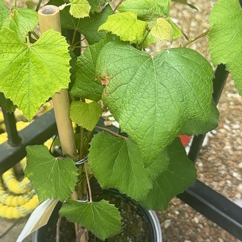 Photo of the plant species Mustang Grape by @AdmiredFeijoa62 named Wall-E on Greg, the plant care app