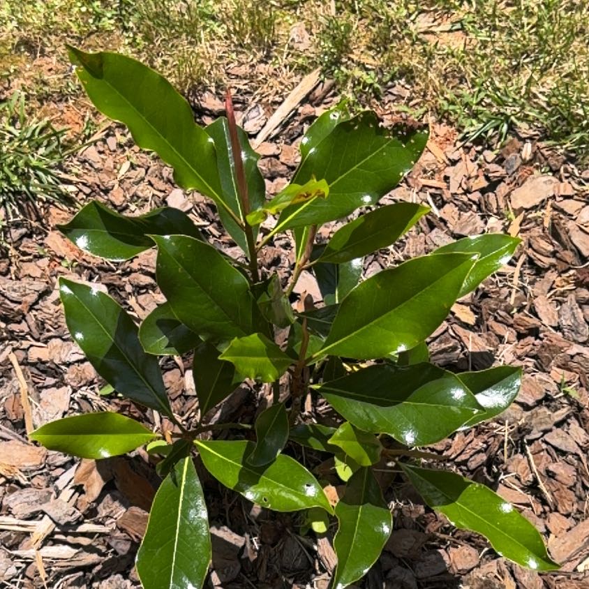 Photo of the plant species Southern Magnolia by @YeveAgave62 named Taylor Swift on Greg, the plant care app