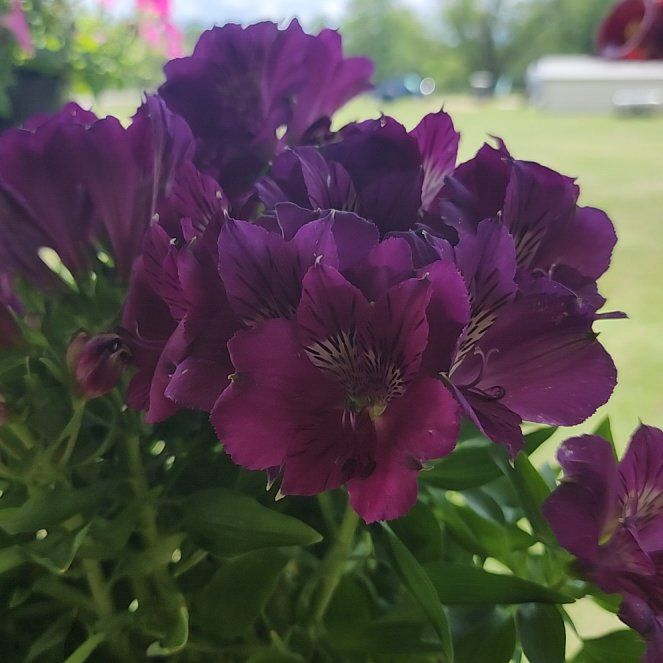 Photo of the plant species Peruvian-Lily by @CleverBrushbox7 named Lavender on Greg, the plant care app