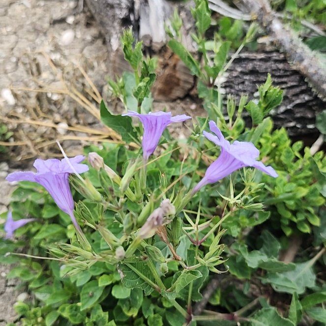 Photo of the plant species Violet Wild Petunia by @CleverBrushbox7 named Oscar on Greg, the plant care app