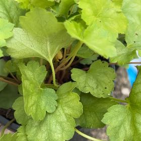 Photo of the plant species Coral Bells by @LogicalFern55 named Marilyn on Greg, the plant care app