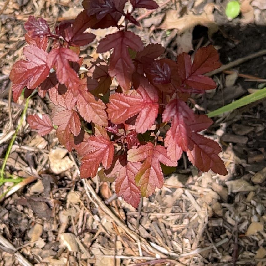 Photo of the plant species Southern Dewberry by @LogicalFern55 named Messi on Greg, the plant care app