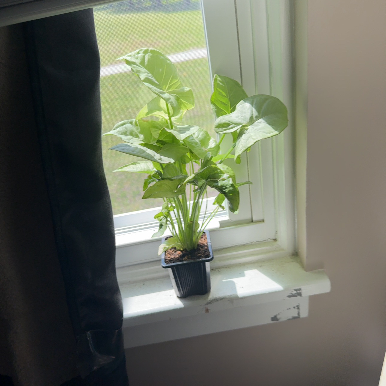 Ivy