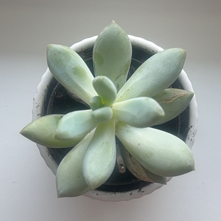 Photo of the plant species Pachyphytum 'Moon Silver' by @EarlyMoss42 named Moonsilver on Greg, the plant care app