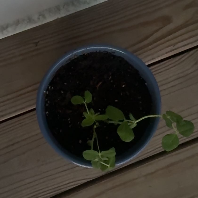 Photo of the plant species Sugar Snap Peas by @EarlyMoss42 named Sugar on Greg, the plant care app