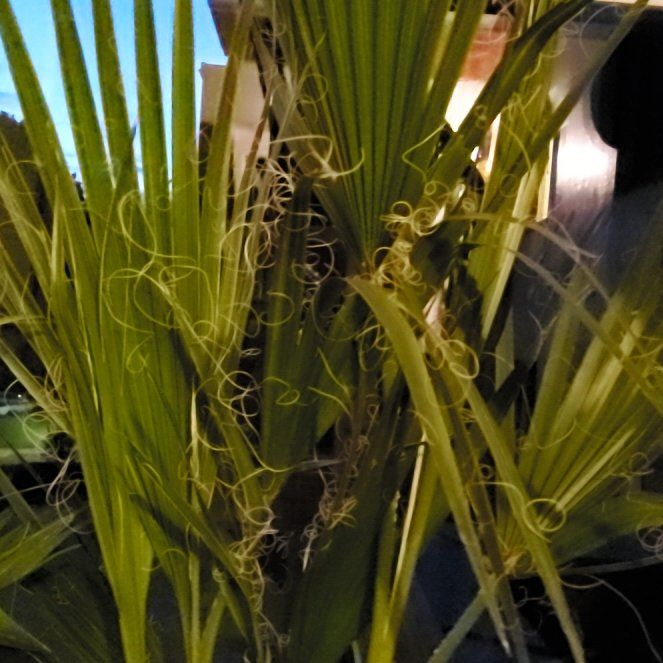 Photo of the plant species Mexican Fan Palm by @TimelySedge99 named Kardashian on Greg, the plant care app