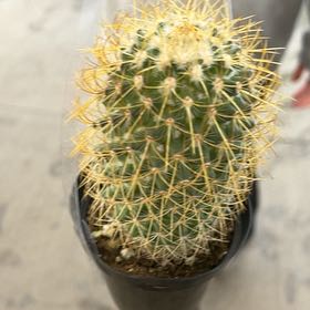 Photo of the plant species Mammillaria pringlei by @ResilientKale26 named Janis on Greg, the plant care app