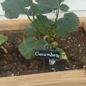 Photo of the plant species Cucumber by @RadGrapeivy85 named Dolores on Greg, the plant care app