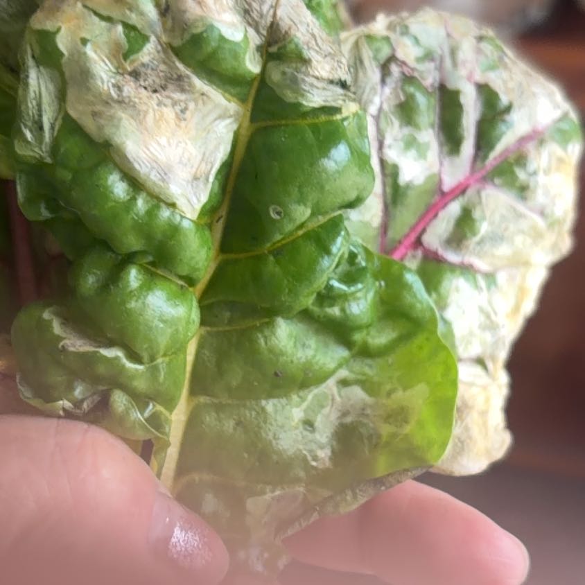 Photo of the plant species Common Beet by @WordsmithKale19 named da Vinci on Greg, the plant care app