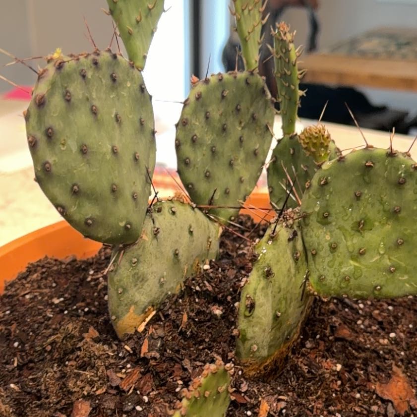 Photo of the plant species Prickly Pear Amethyst Wave by @AwakeBeech26 named Foxxy on Greg, the plant care app