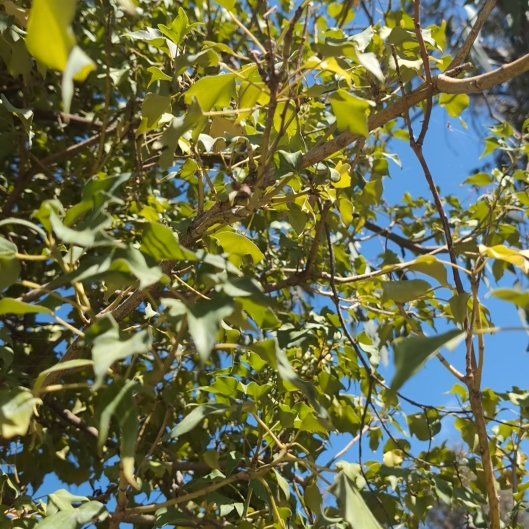 Photo of the plant species Kurrajong by @ModelParsley3 named Dax on Greg, the plant care app