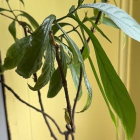 Photo of the plant species Lollipop Plant by @DollVaccaria50 named Lilli on Greg, the plant care app