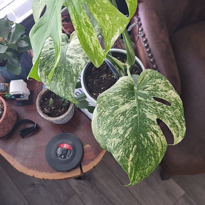 Photo of the plant species Monstera 'White Monster' by @HighChamisa92 named Winston on Greg, the plant care app