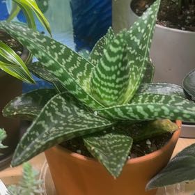 Photo of the plant species Aloe 'Tiki Zilla' by @LightRedlog36 named Xena on Greg, the plant care app