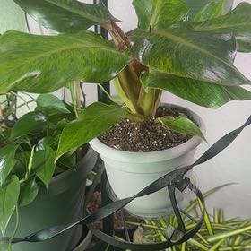 Photo of the plant species Philodendron orange Marmalade by @LightRedlog36 named Luna on Greg, the plant care app