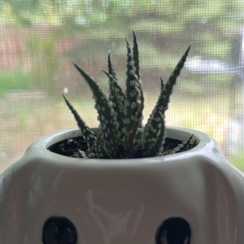 Photo of the plant species Zebra Haworthia by @JovialKanna46 named Puppy plant on Greg, the plant care app