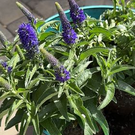 Photo of the plant species Spike Speedwell by @FlashyChervil0 named Walt on Greg, the plant care app
