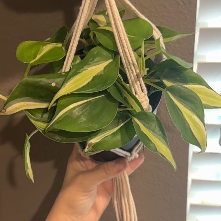 Photo of the plant species Silver Stripe Philodendron by @PetSugarcane34 named Kylie on Greg, the plant care app