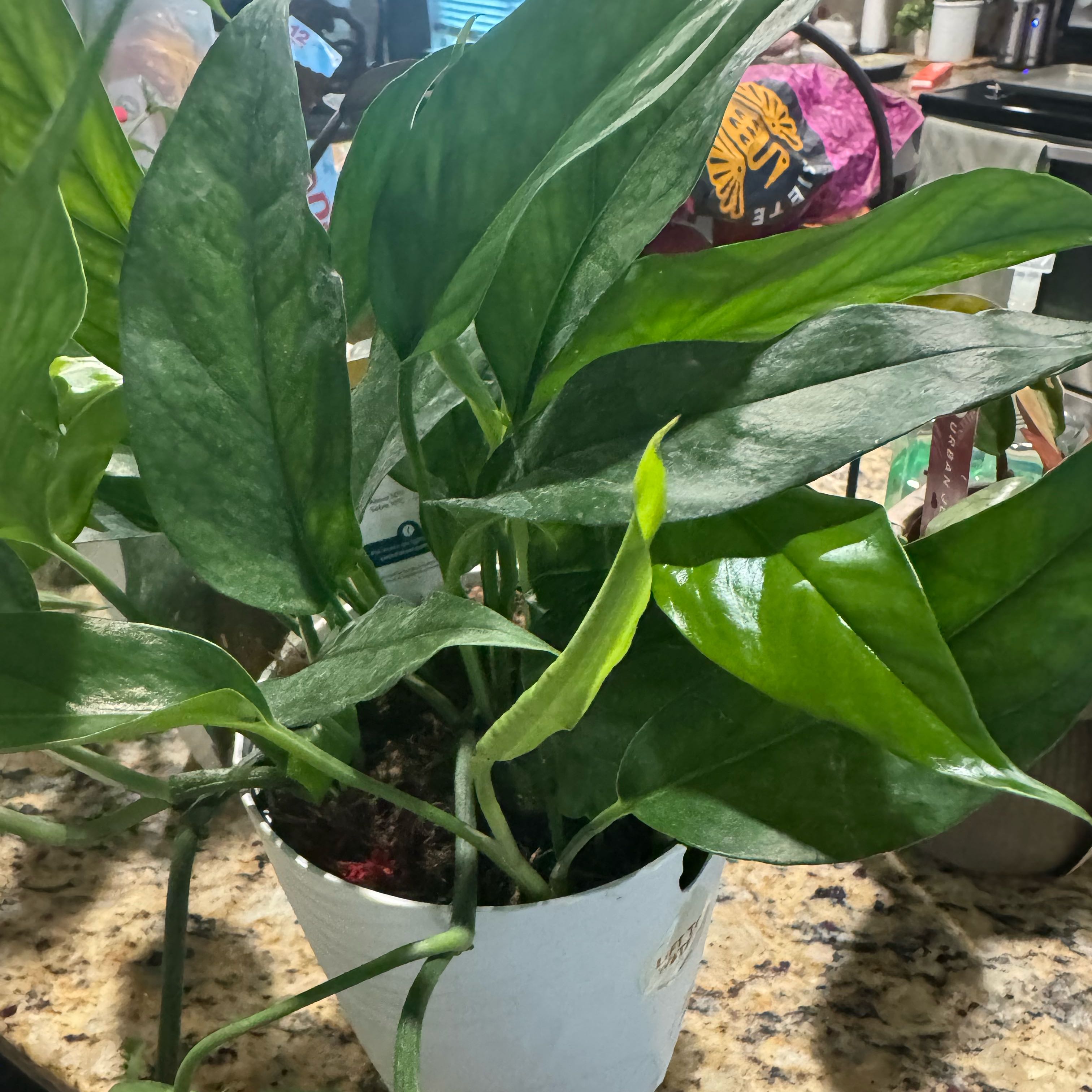 Photo of the plant species Baltic Blue Pothos by @PetSugarcane34 named Drake on Greg, the plant care app