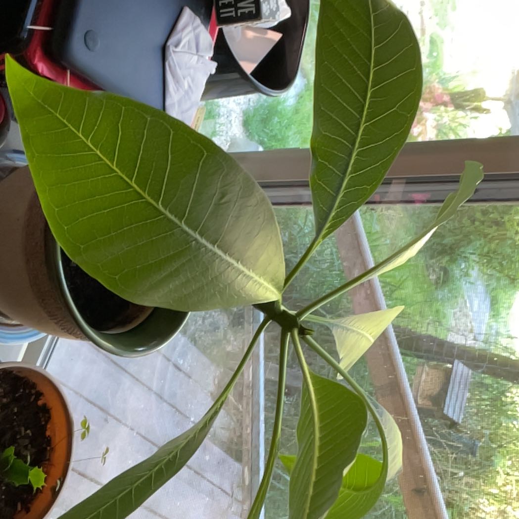 Photo of the plant species common pink by @ProudOrpine54 named Xena on Greg, the plant care app
