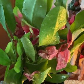 Photo of the plant species Euphorbia millotii by @ProudOrpine54 named ChloroPhil on Greg, the plant care app