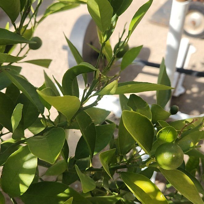 Photo of the plant species Mock Orange by @YardPaleyucca2 named Nemo on Greg, the plant care app