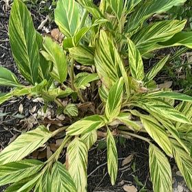 Photo of the plant species Variegated Shell Ginger by @BoldPlumtree40 named Drake on Greg, the plant care app