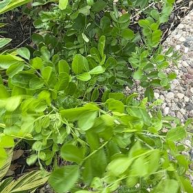 Photo of the plant species Texas Mountain Laurel by @BoldPlumtree40 named Lola on Greg, the plant care app