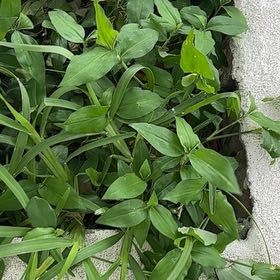 Photo of the plant species Asiatic Dayflower by @BoldPlumtree40 named Terra on Greg, the plant care app
